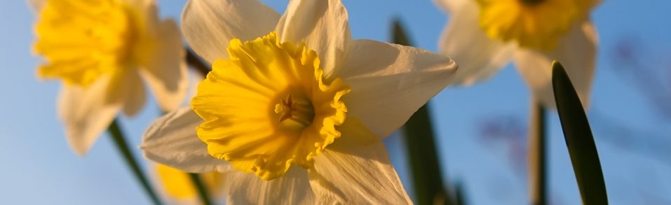 9_a6c6_IMG_5168-Narcis-3x2-1800-2